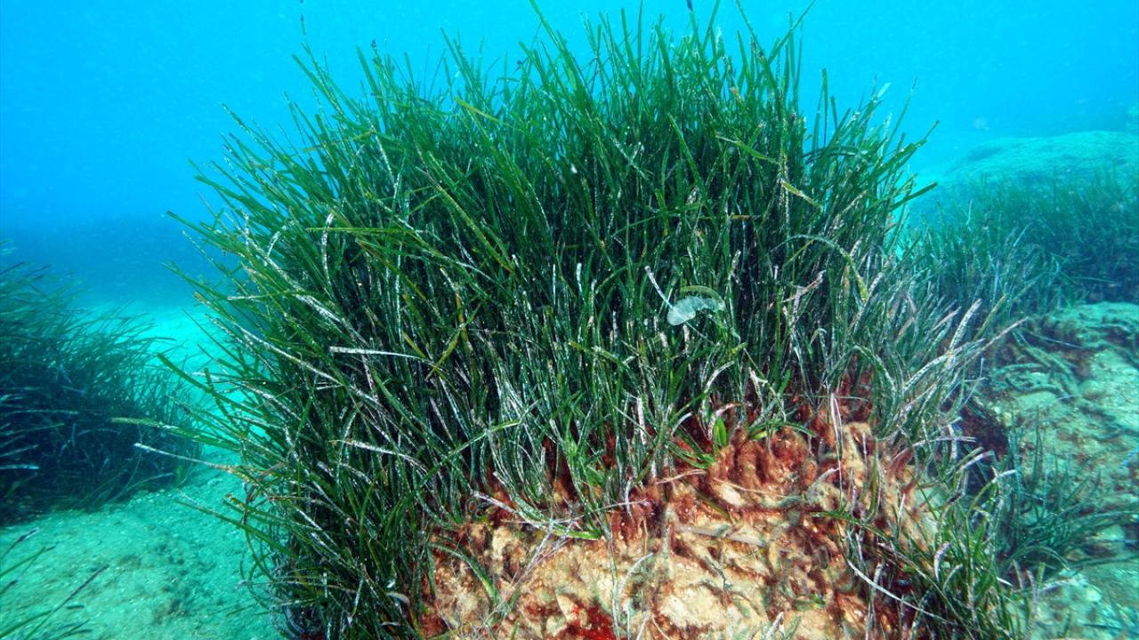 Foto - Akdeniz’in akciğerleri deniz eriştesi koruma altına alınıyor