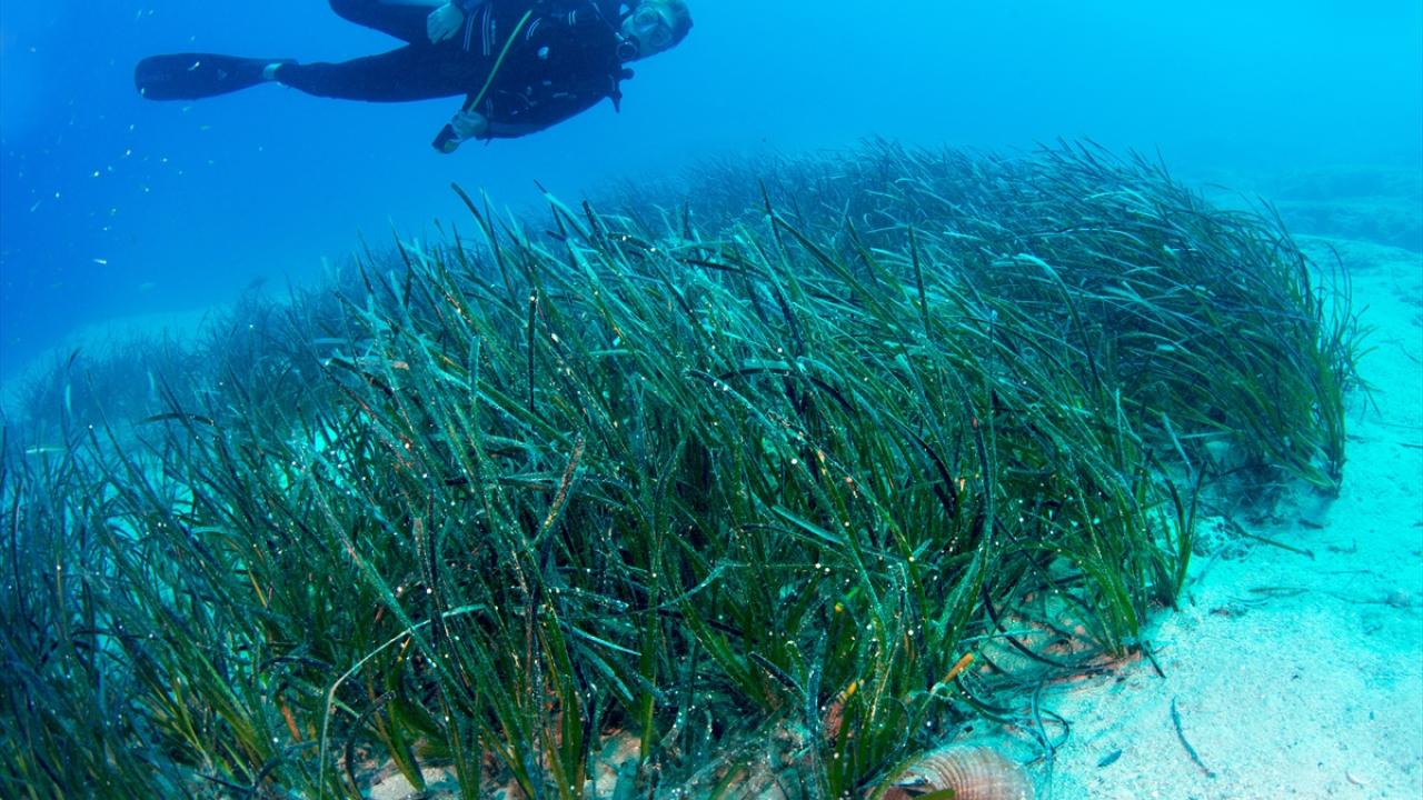 Foto - Akdeniz’in akciğerleri deniz eriştesi koruma altına alınıyor