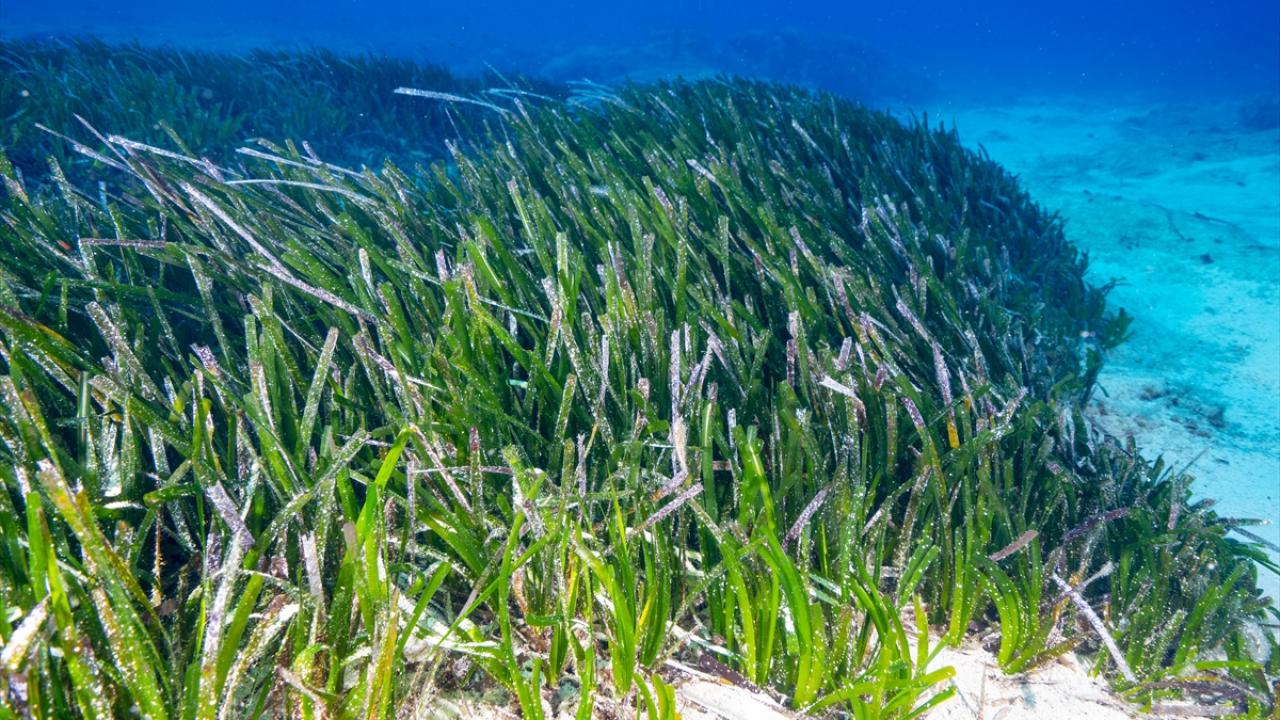 Foto - Akdeniz’in akciğerleri deniz eriştesi koruma altına alınıyor