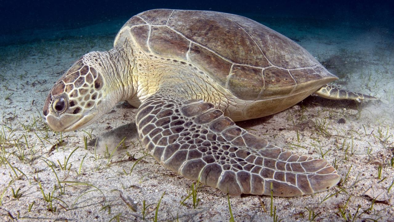Foto - Akdeniz’in akciğerleri deniz eriştesi koruma altına alınıyor