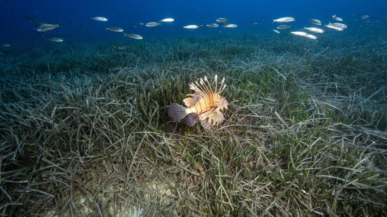 Foto - Akdeniz’in akciğerleri deniz eriştesi koruma altına alınıyor