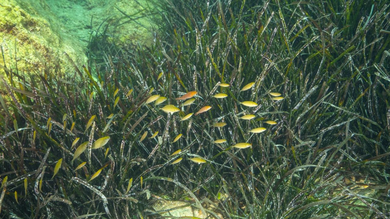 Foto - Akdeniz’in akciğerleri deniz eriştesi koruma altına alınıyor