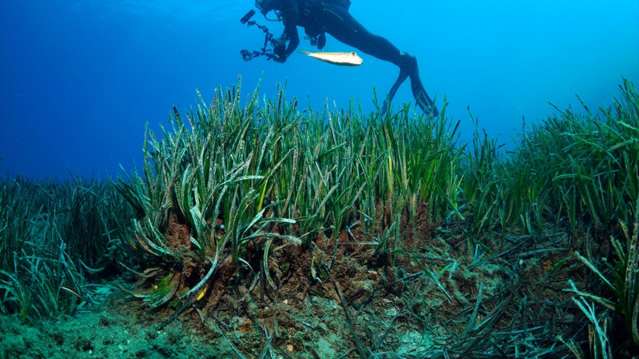 Foto - Akdeniz’in akciğerleri deniz eriştesi koruma altına alınıyor