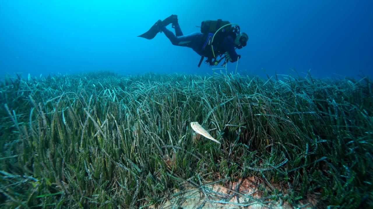 Akdeniz’in akciğerleri deniz eriştesi koruma altına alınıyor