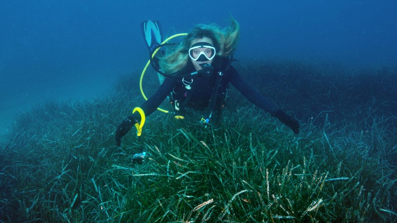 Foto - Akdeniz’in akciğerleri deniz eriştesi koruma altına alınıyor