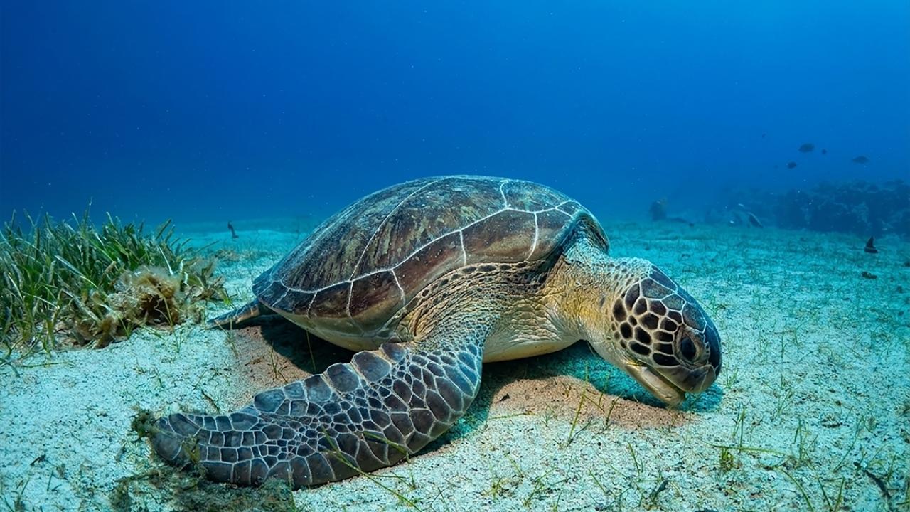 Foto - Akdeniz’in akciğerleri deniz eriştesi koruma altına alınıyor