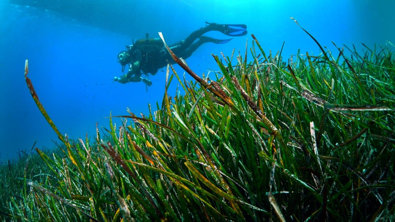 Foto - Akdeniz’in akciğerleri deniz eriştesi koruma altına alınıyor