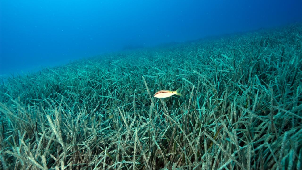 Foto - Akdeniz’in akciğerleri deniz eriştesi koruma altına alınıyor