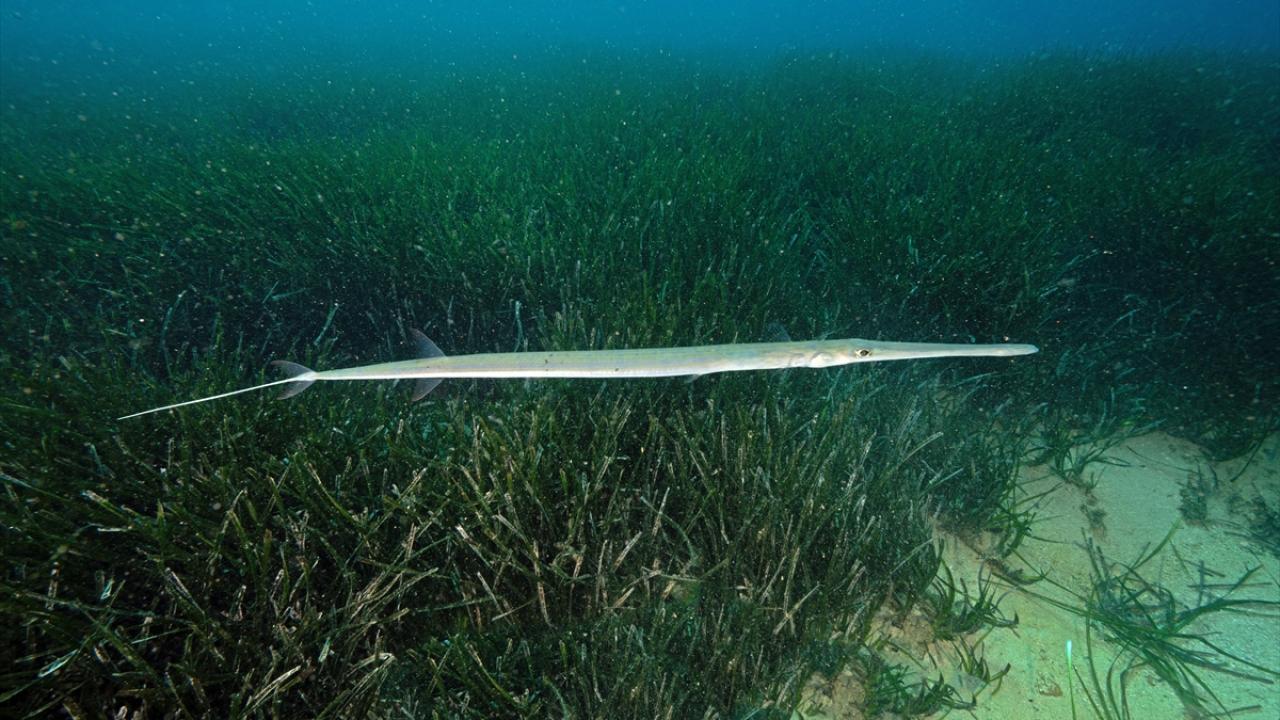 Foto - Akdeniz’in akciğerleri deniz eriştesi koruma altına alınıyor