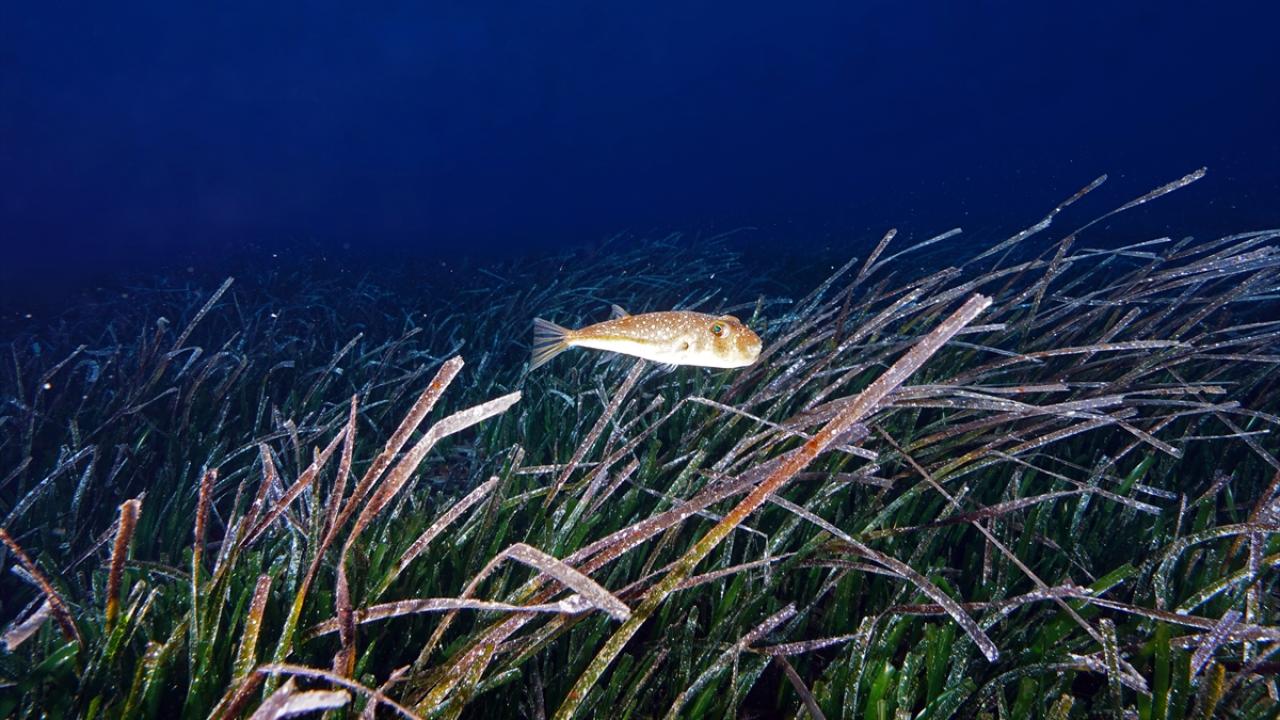 Foto - Akdeniz’in akciğerleri deniz eriştesi koruma altına alınıyor