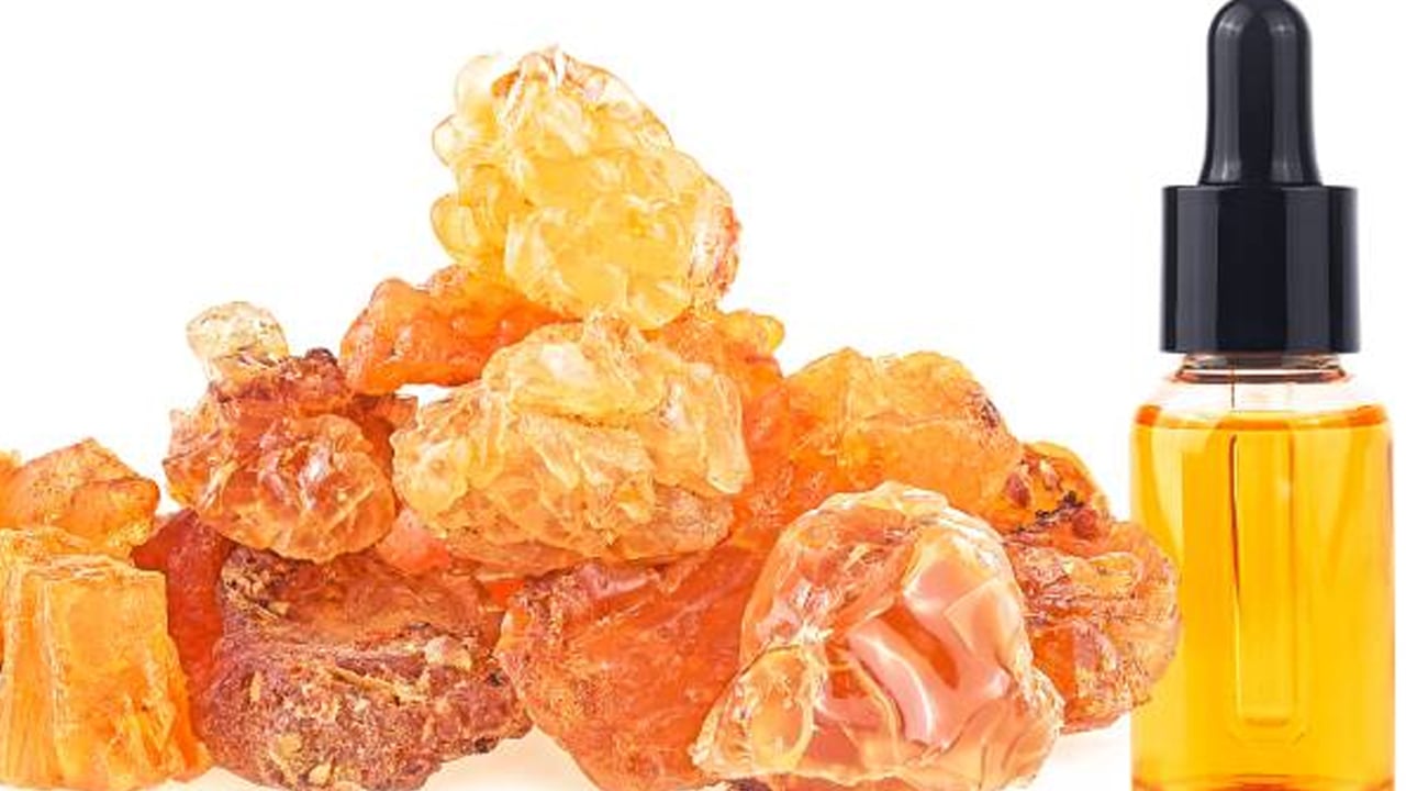 Foto - Akgünlük ağacı nedir? 1 tane yemek bile kanser riskini azaltıyor, duyan alıyor! Uzmanlar cayır cayır yağ yakıyor diyor