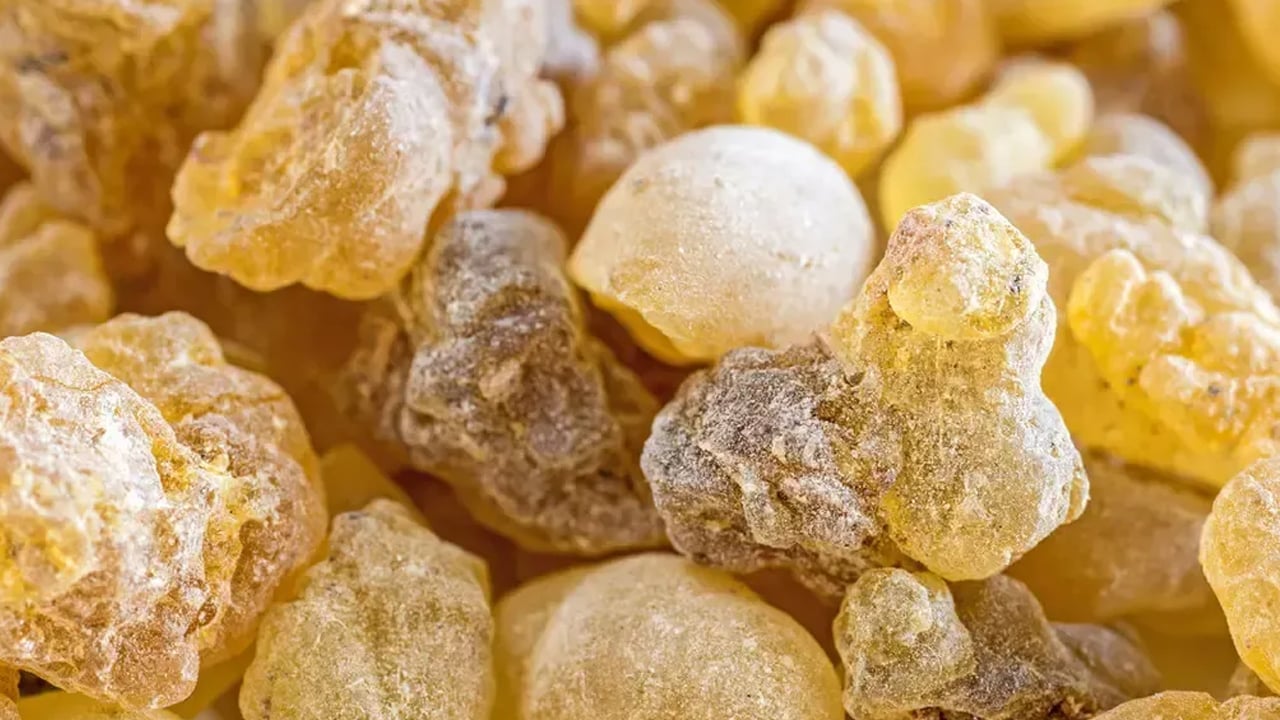 Foto - Akgünlük ağacı nedir? 1 tane yemek bile kanser riskini azaltıyor, duyan alıyor! Uzmanlar cayır cayır yağ yakıyor diyor