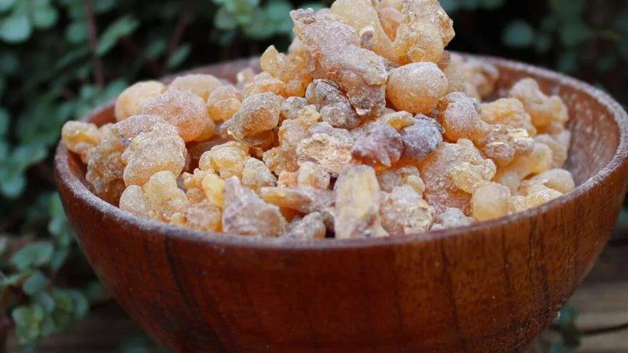 Akgünlük ağacı nedir? 1 tane yemek bile kanser riskini azaltıyor, duyan alıyor! Uzmanlar cayır cayır yağ yakıyor diyor