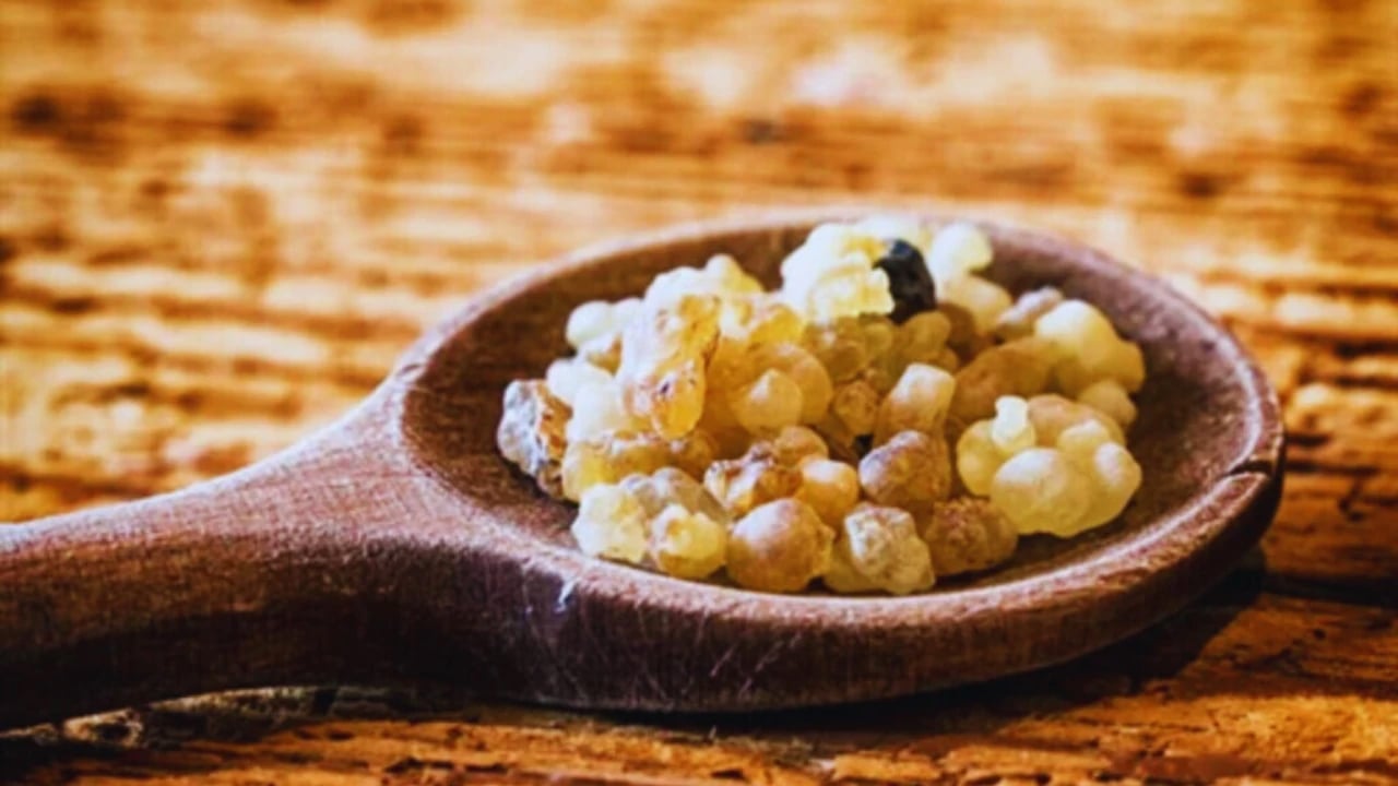 Foto - Akgünlük ağacı nedir? 1 tane yemek bile kanser riskini azaltıyor, duyan alıyor! Uzmanlar cayır cayır yağ yakıyor diyor