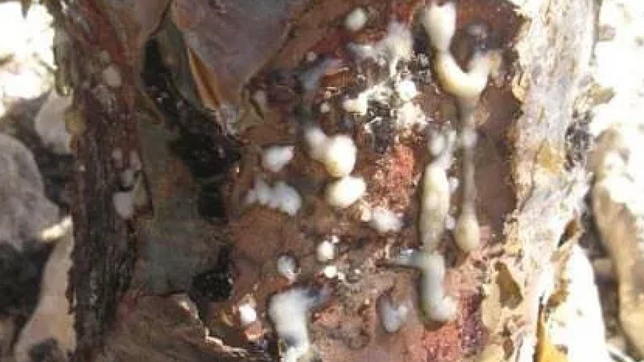 Foto - Aklınıza gelebilecek her hastalığa faydası var! Konuyla ilgili uzman isimden heyecanlandıran haber geldi