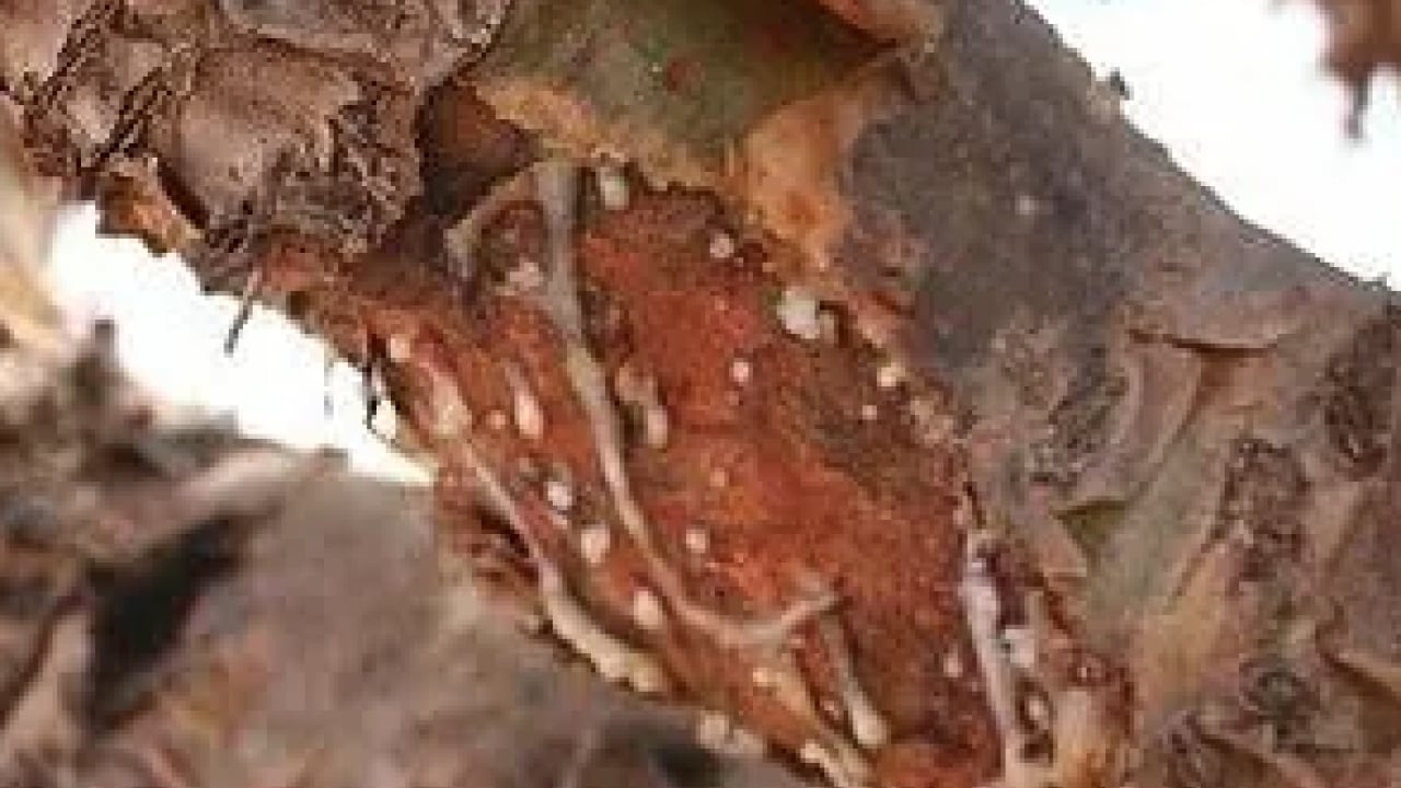 Foto - Aklınıza gelebilecek her hastalığa faydası var! Konuyla ilgili uzman isimden heyecanlandıran haber geldi