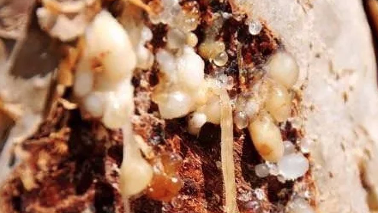 Foto - Aklınıza gelebilecek her hastalığa faydası var! Konuyla ilgili uzman isimden heyecanlandıran haber geldi