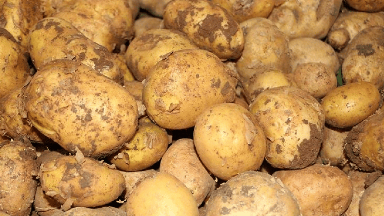 Foto - Aklınızdan bile geçirmeyin: İşte tekrar ısıtıldığında zehir olan 5 yiyecek!