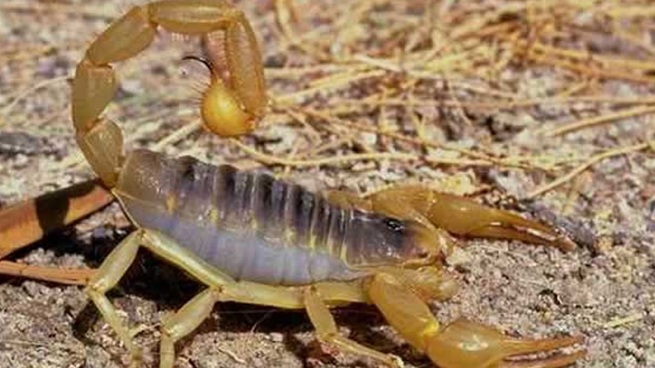 Foto - Akreplerin ölümcül sırrı ne açıkladılar! Ezber bozan gerçek... Herkes şaşırdı