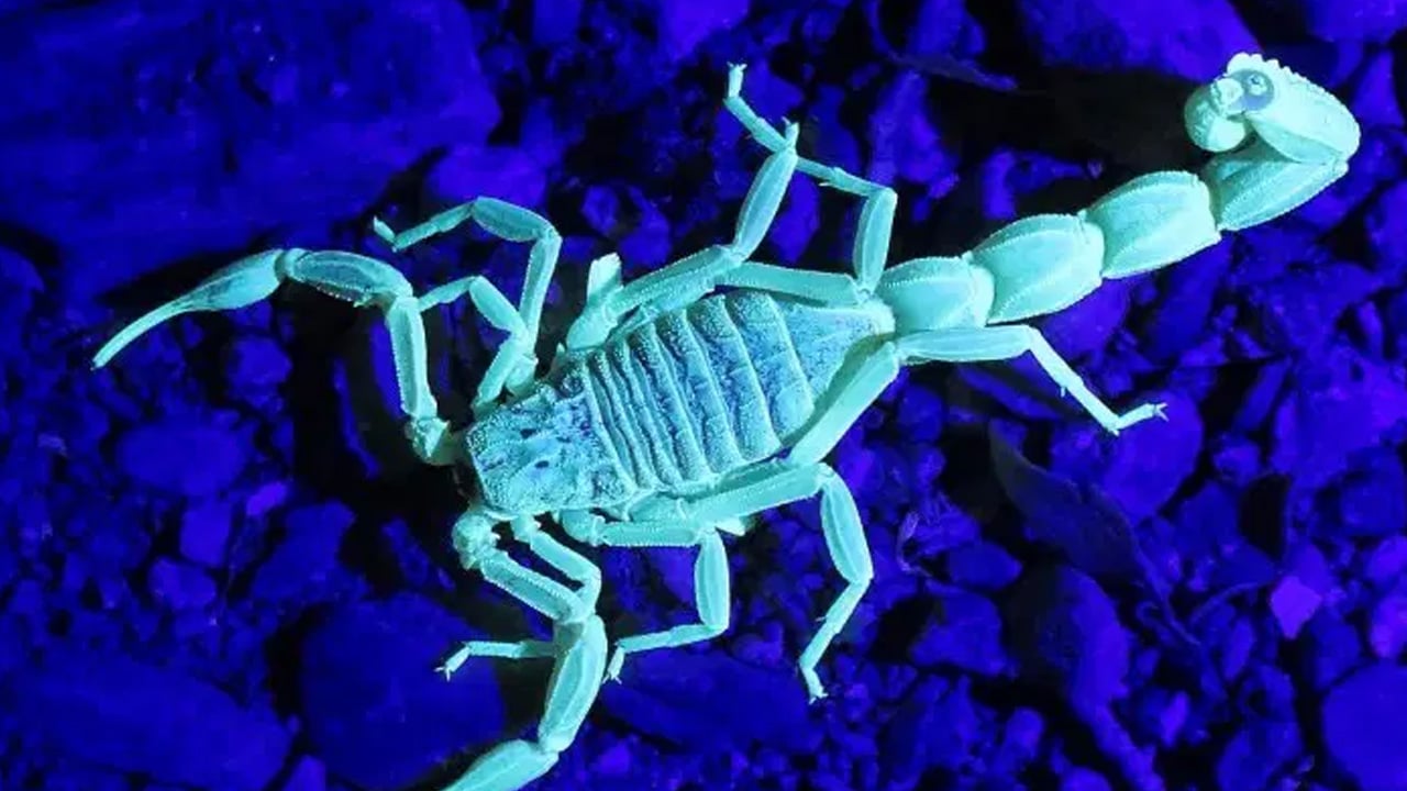 Foto - Akreplerin ölümcül sırrı ne açıkladılar! Ezber bozan gerçek... Herkes şaşırdı