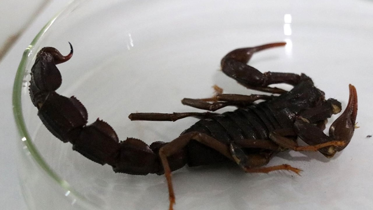 Foto - Akreplerin ölümcül sırrı ne açıkladılar! Ezber bozan gerçek... Herkes şaşırdı