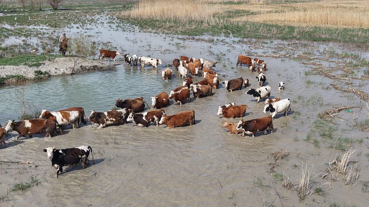 Foto - Akşehir Gölü’nde umut veren görüntü! Tam 8 yıl sonra su tutmaya başladı