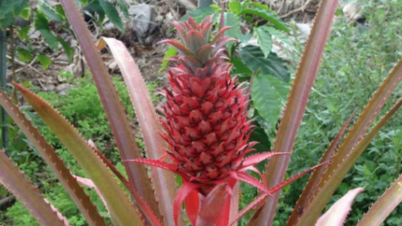 Foto - Topraklarından ananas fışkırıyor: Dünya genelinde fiyatları yeniden tırmanışa geçti! Alanya'da üretildi