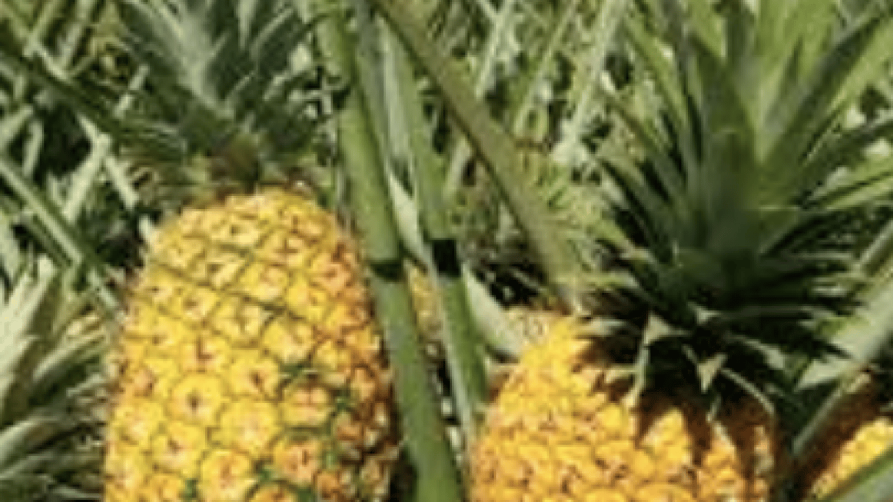 Foto - Topraklarından ananas fışkırıyor: Dünya genelinde fiyatları yeniden tırmanışa geçti! Alanya'da üretildi