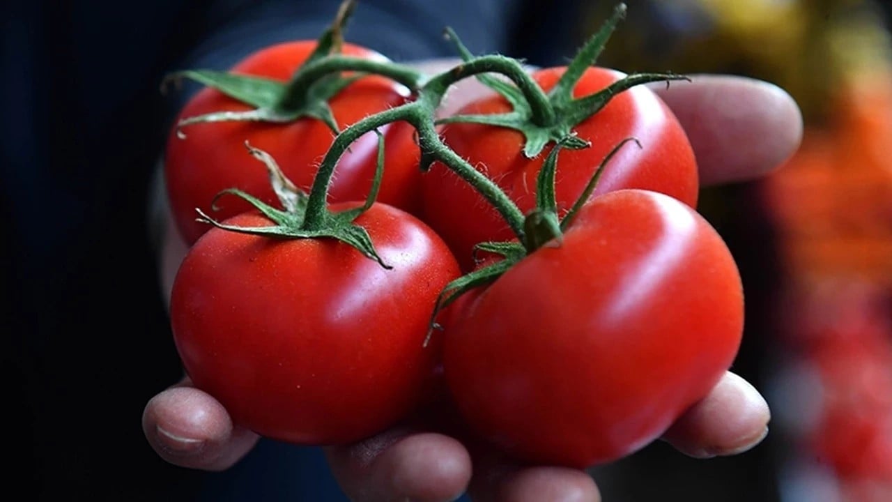 Foto - Alarm zilleri çalıyor! Rusya Türkiye'den alımı bir anda azalttı, 50 bin tonluk şok kayıp