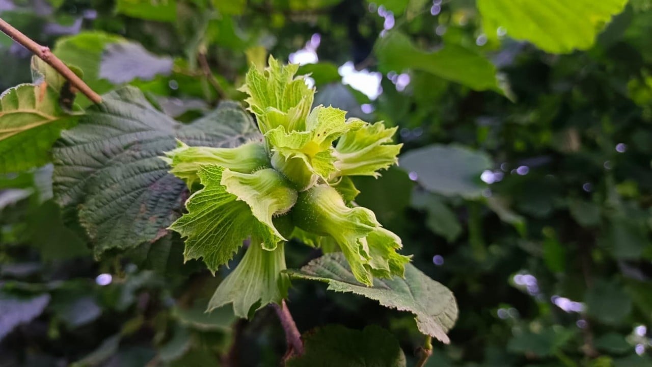 Foto - Alımı durdurmasının arkasındaki plan! Fındıkçılar Nutella'nın gizli ajandasını ifşaladı