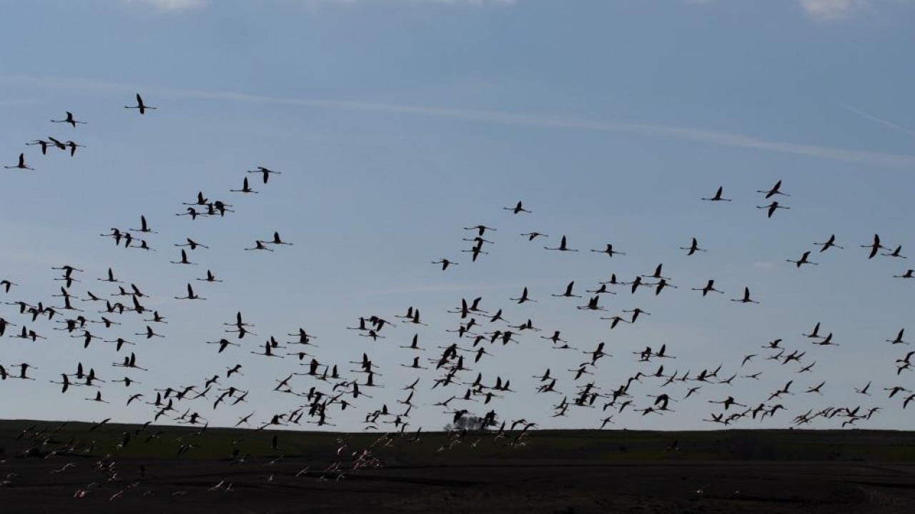 Foto - Allı turnalar önden geldi sıra baharda