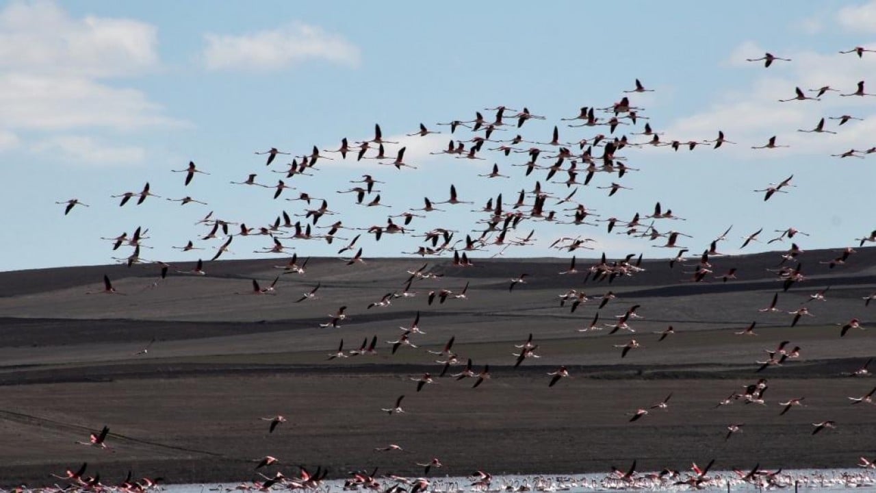 Foto - Allı turnalar önden geldi sıra baharda