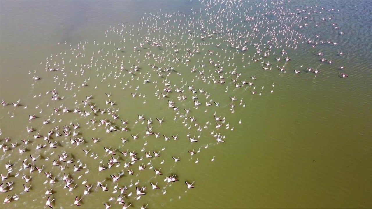 Foto - Allı turnalar önden geldi sıra baharda