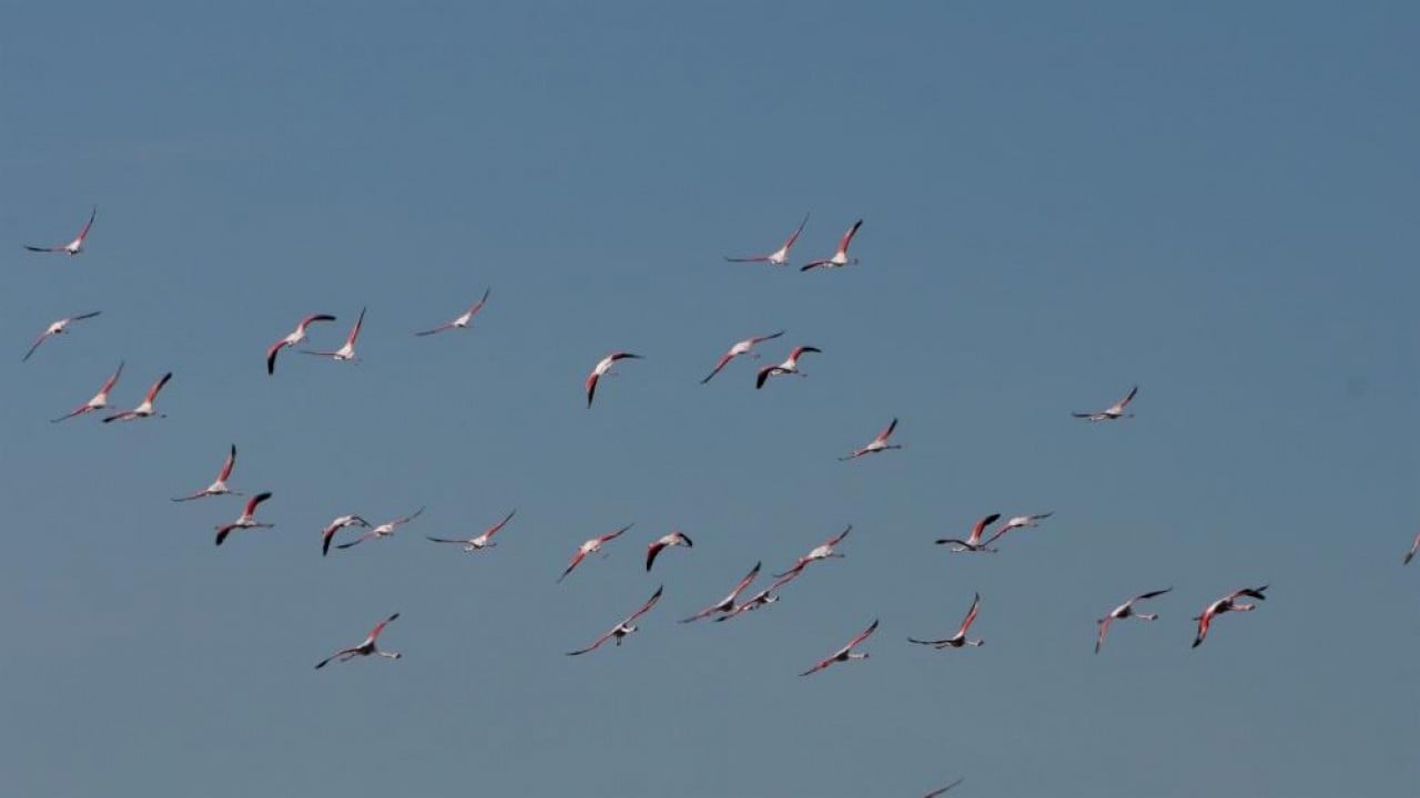 Foto - Allı turnalar önden geldi sıra baharda