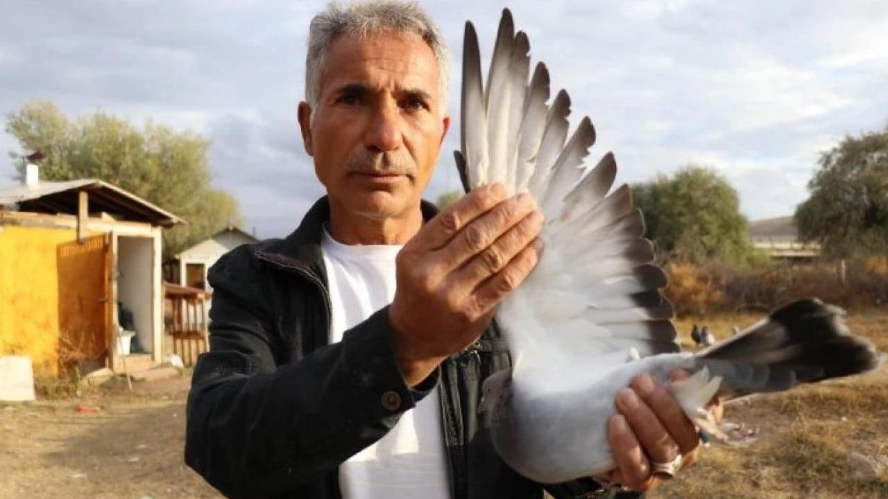 Almak için sıraya giriyorlar! ‘Sivas Kuşu'nun değeri dudak uçuklatıyor