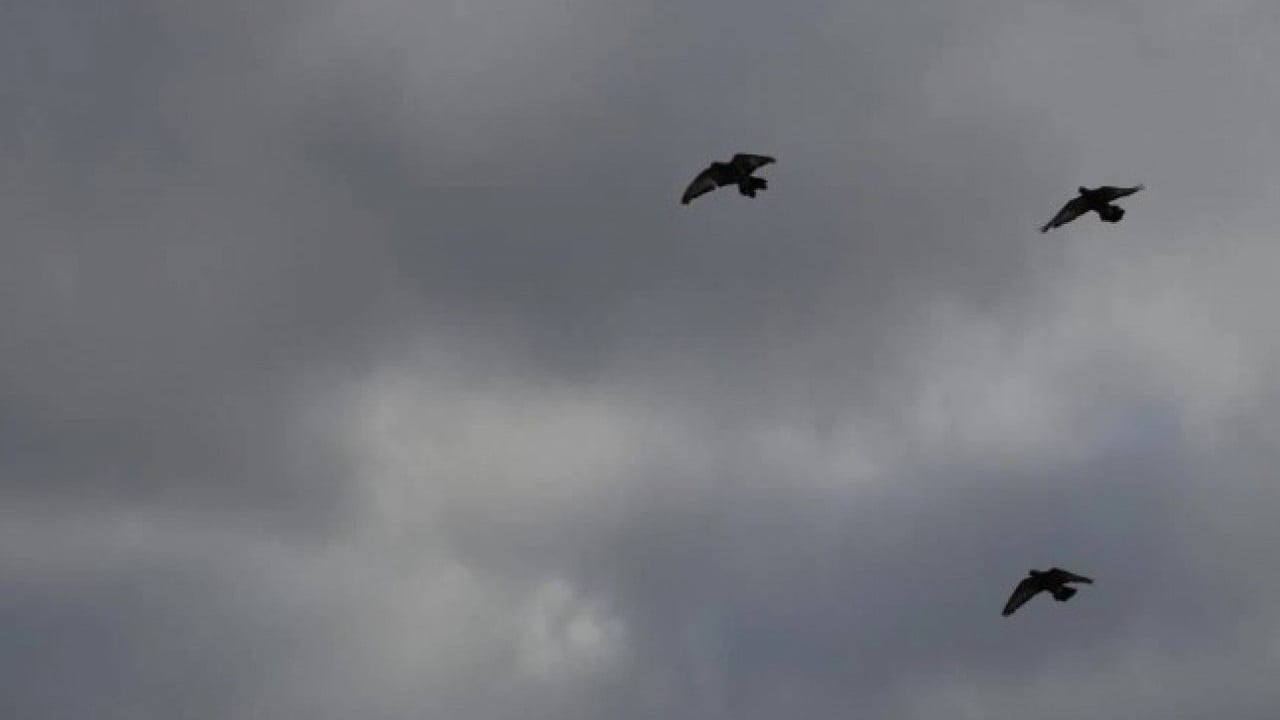 Foto - Almak için sıraya giriyorlar! ‘Sivas Kuşu'nun değeri dudak uçuklatıyor