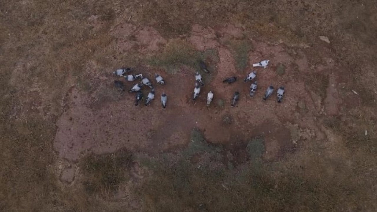 Foto - Almak için sıraya giriyorlar! ‘Sivas Kuşu'nun değeri dudak uçuklatıyor