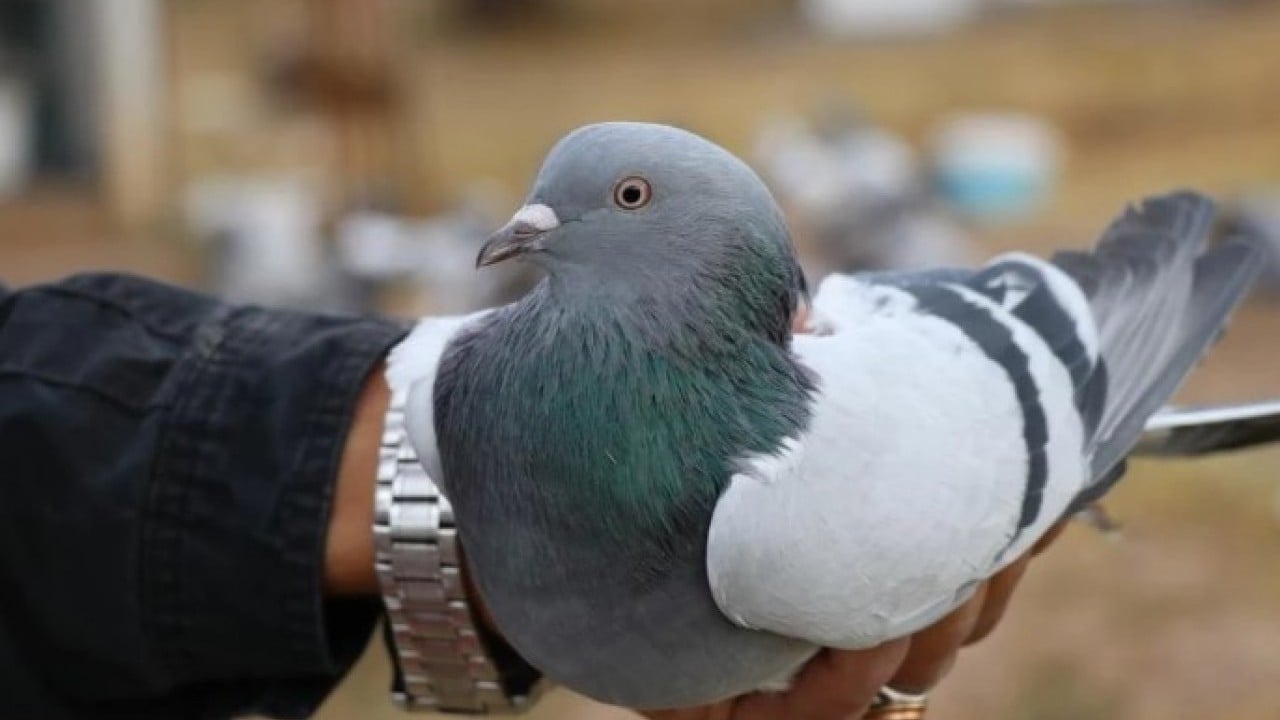 Foto - Almak için sıraya giriyorlar! ‘Sivas Kuşu'nun değeri dudak uçuklatıyor