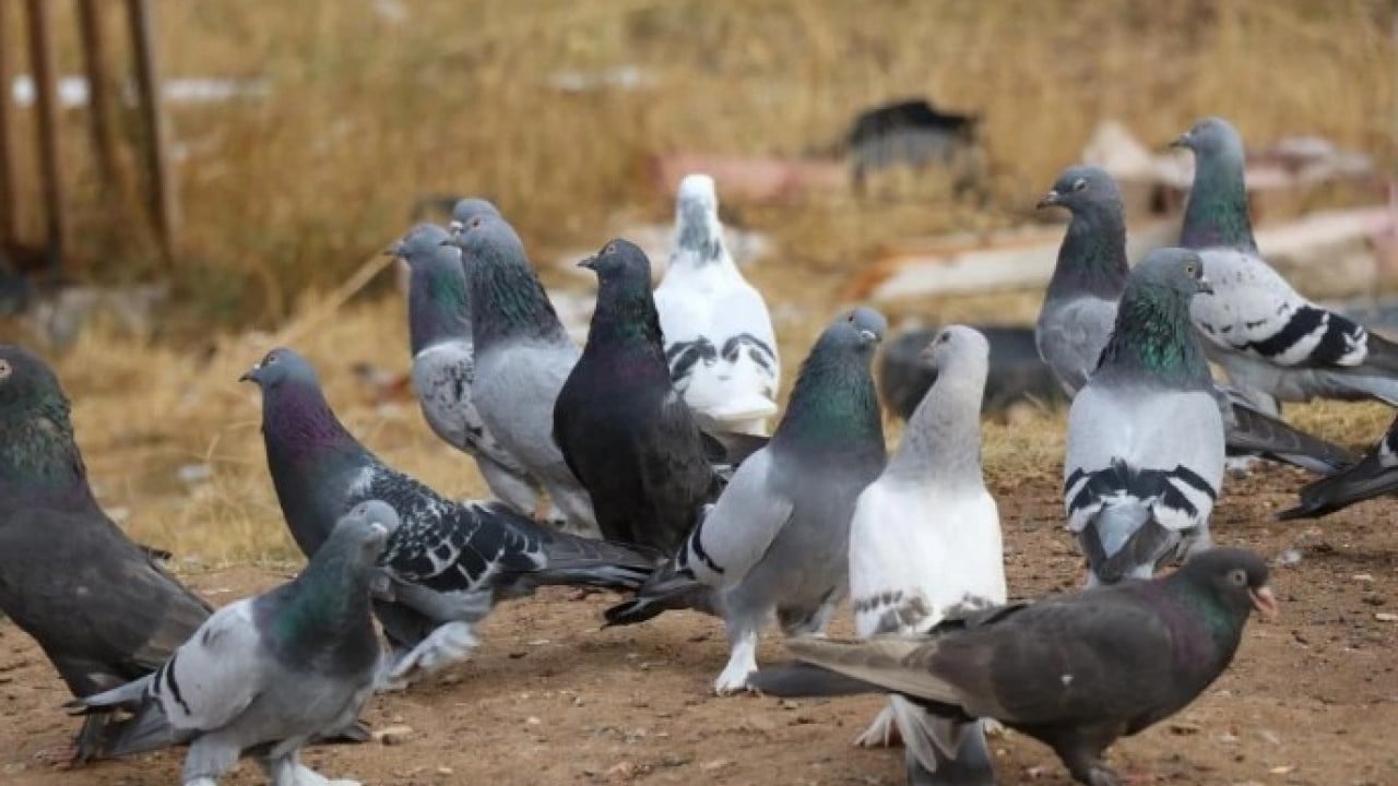 Foto - Almak için sıraya giriyorlar! ‘Sivas Kuşu'nun değeri dudak uçuklatıyor