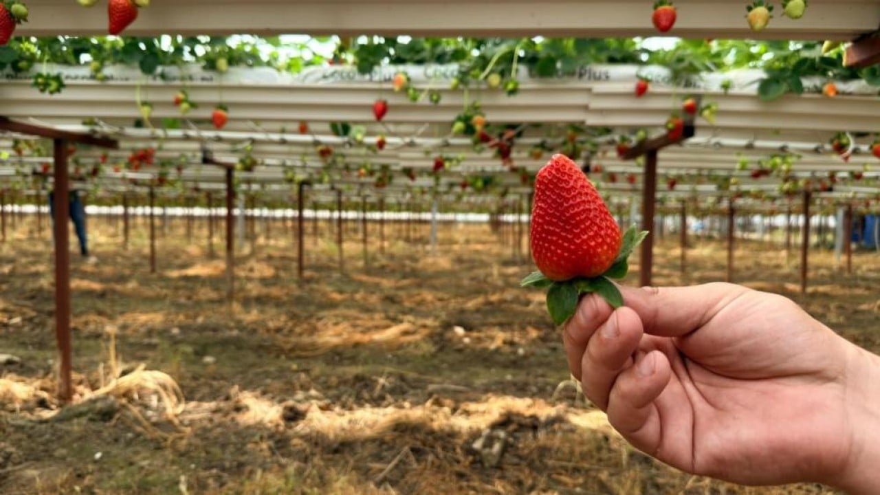 Foto - Almanya'da eğitim aldı topraksız 100 ton üretti