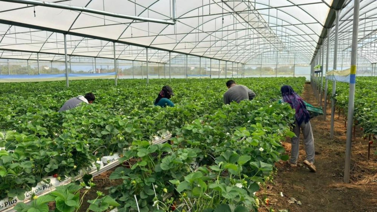Foto - Almanya'da eğitim aldı topraksız 100 ton üretti