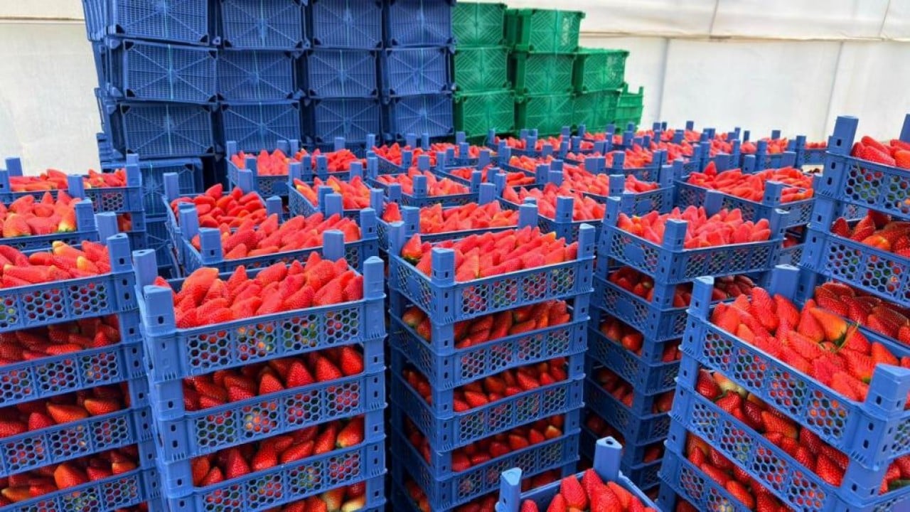 Foto - Almanya'da eğitim aldı topraksız 100 ton üretti