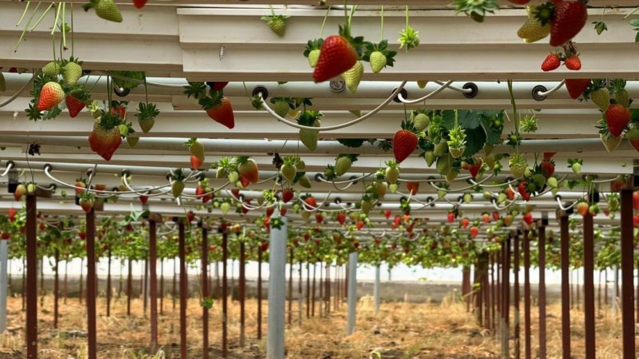 Almanya'da eğitim aldı topraksız 100 ton üretti