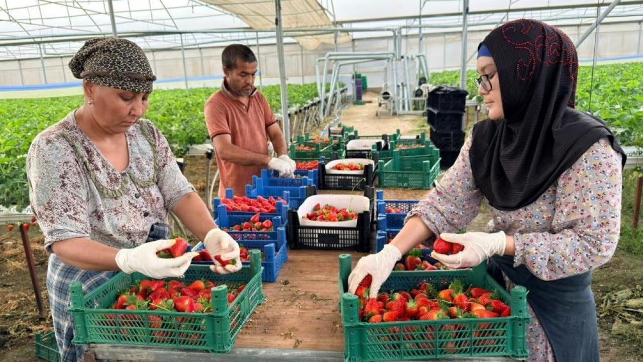 Foto - Almanya'da eğitim aldı topraksız 100 ton üretti
