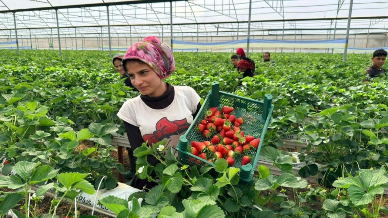 Foto - Almanya'da eğitim aldı topraksız 100 ton üretti