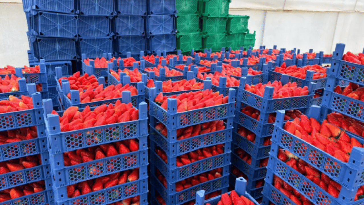 Foto - Almanya'da öğrendi Türkiye'de hayata geçirdi! Topraksız üretime başladı!