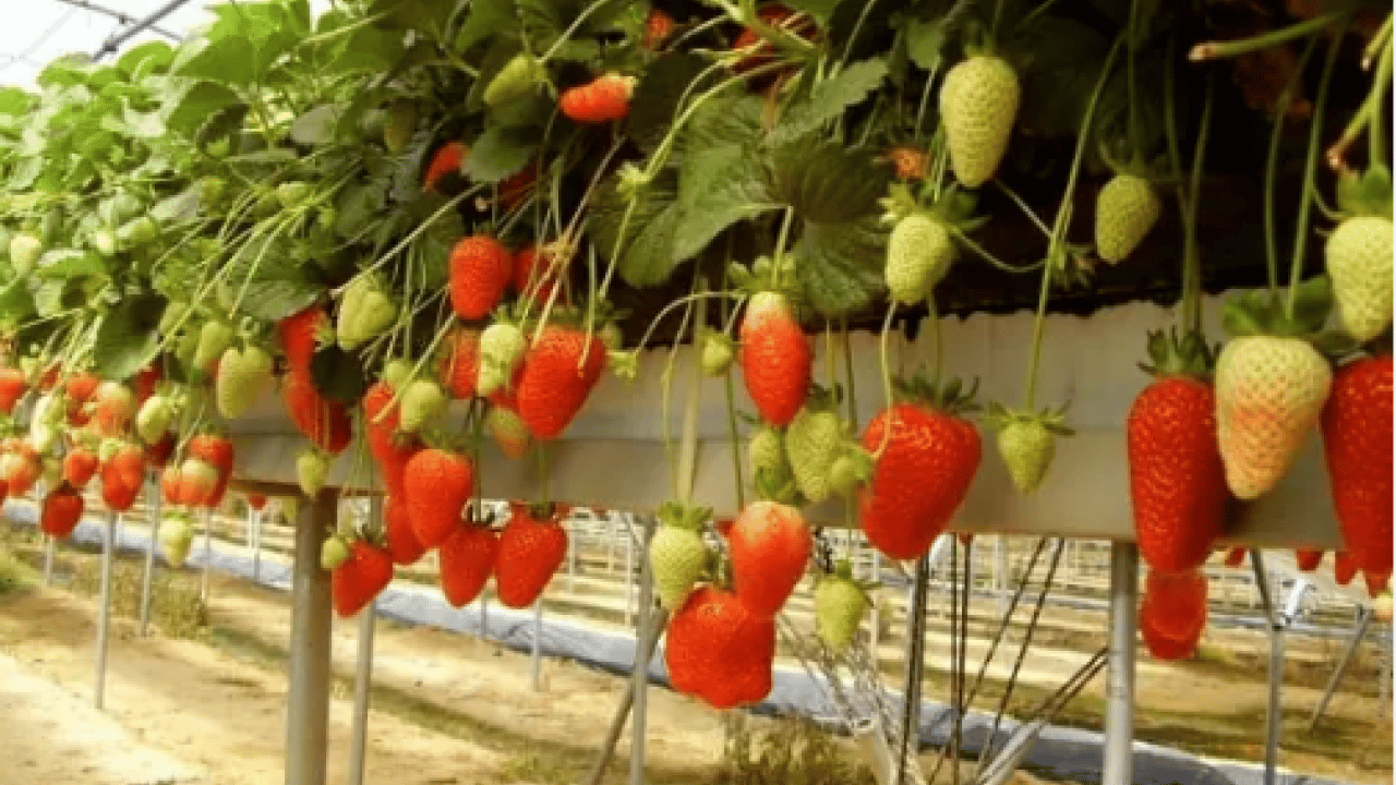 Foto - Almanya'da öğrendi Türkiye'de hayata geçirdi! Topraksız üretime başladı!