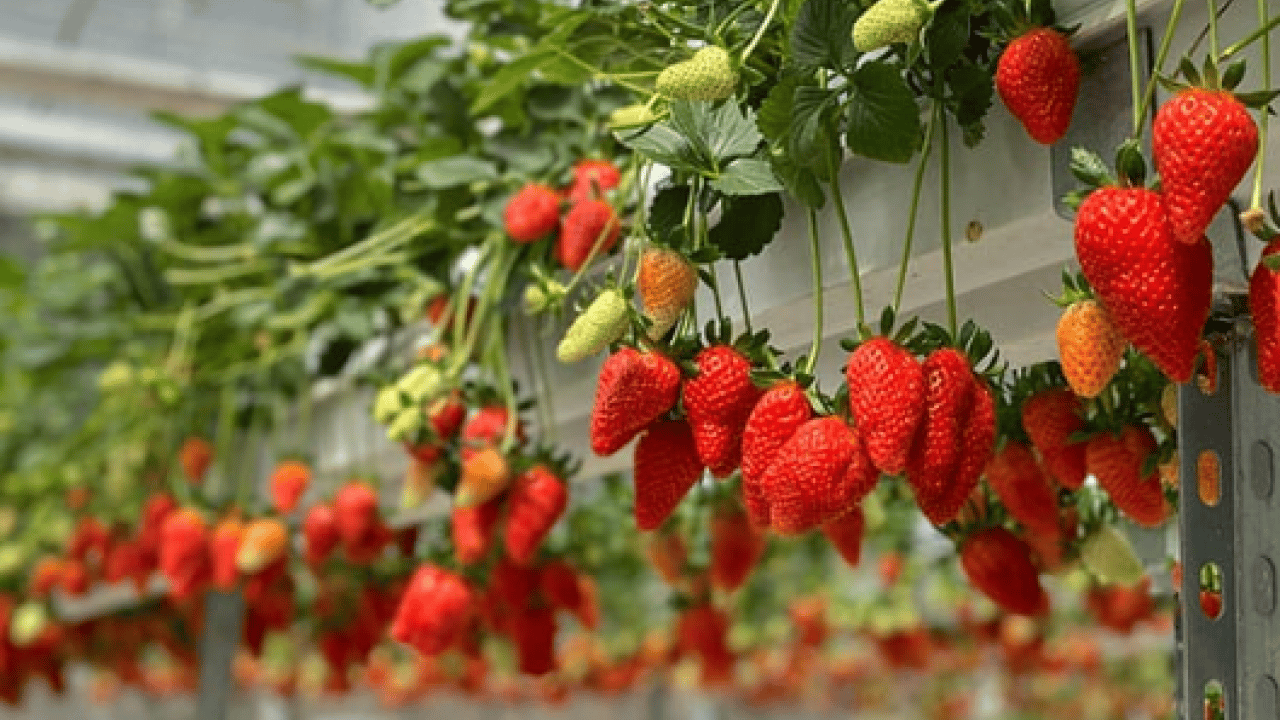 Foto - Almanya'da öğrendi Türkiye'de hayata geçirdi! Topraksız üretime başladı!