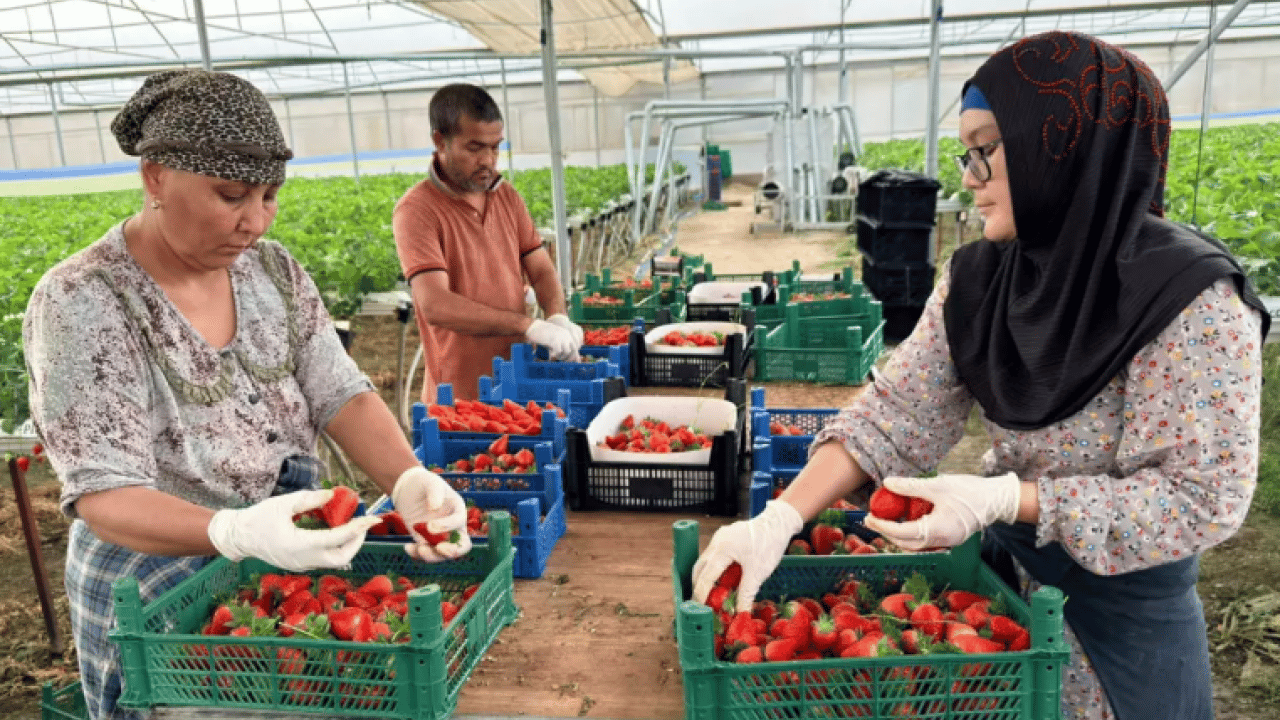 Foto - Almanya'da öğrendi Türkiye'de hayata geçirdi! Topraksız üretime başladı!