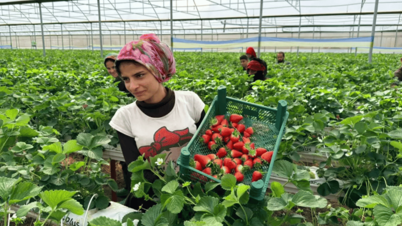 Foto - Almanya'da öğrendi Türkiye'de hayata geçirdi! Topraksız üretime başladı!